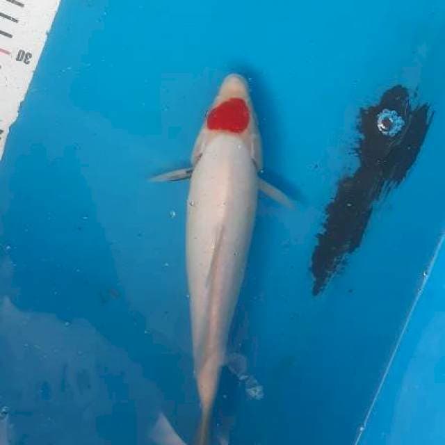 Tancho ... 30cm