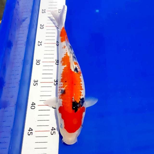 Sanke 30cm
