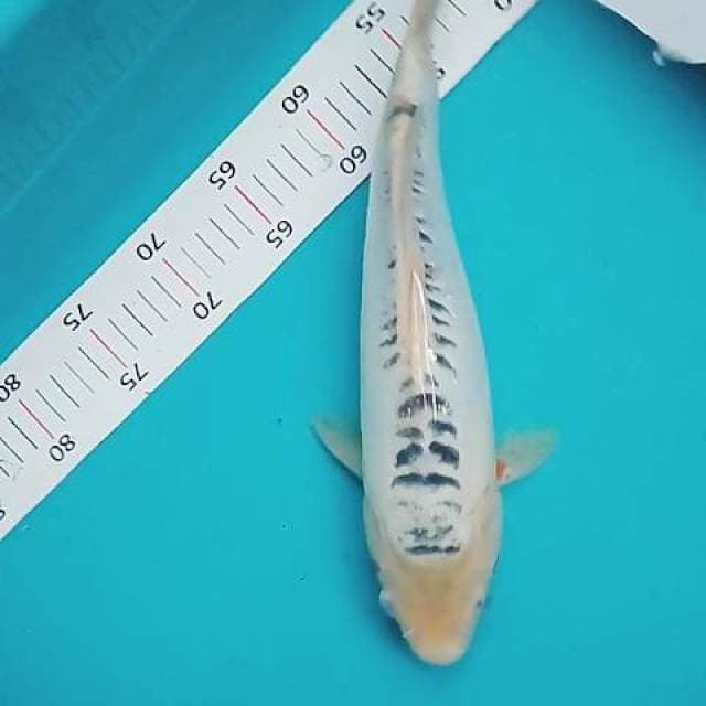 Shusui 35cm(sirip ekor robek)