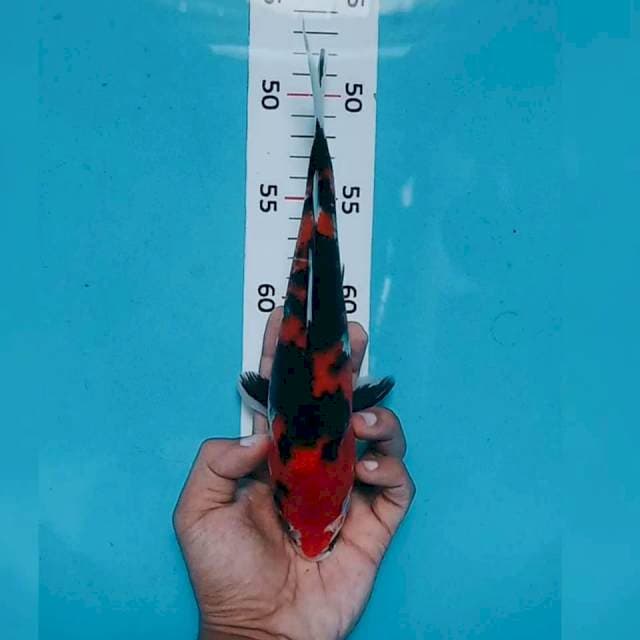 Showa 25cm