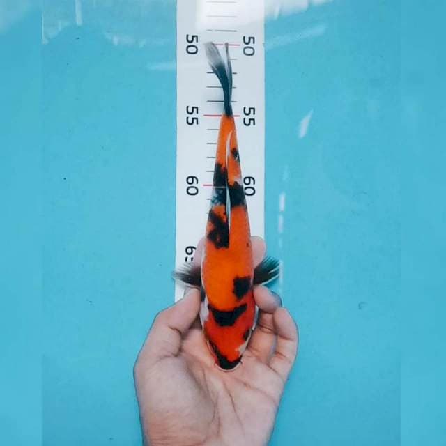 Showa 22cm