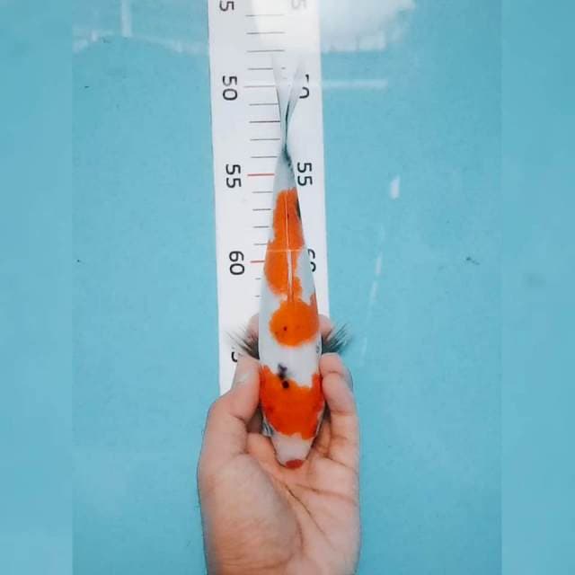 Showa tategoi 22cm