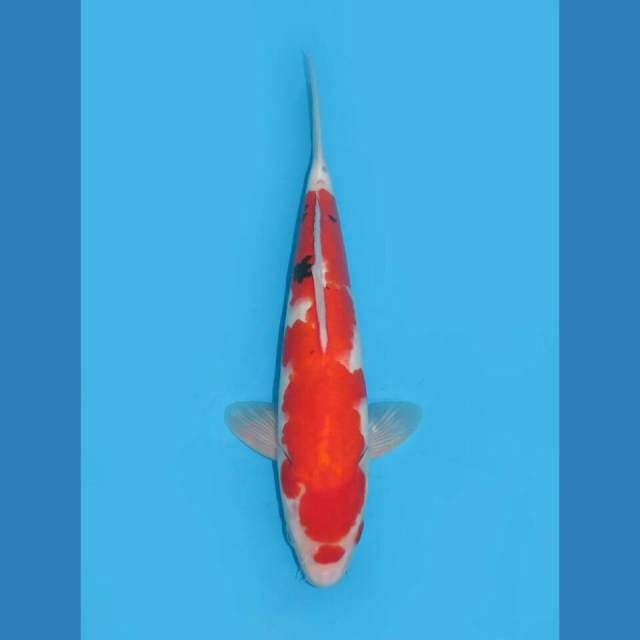 Red Fur - SANKE STRONG MALE 35CM