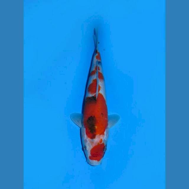RED RUBY - MARUTEN SANKE GODAN MALE 23CM