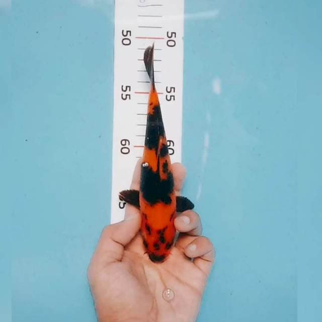 Hi Utsuri 20cm
