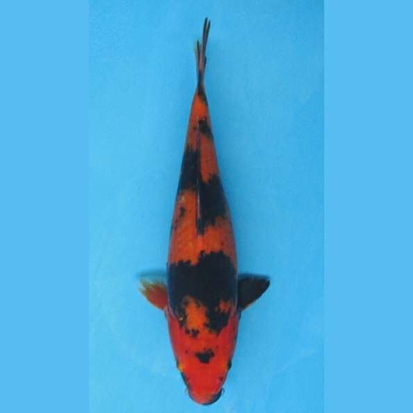 Hiutsuri Depth