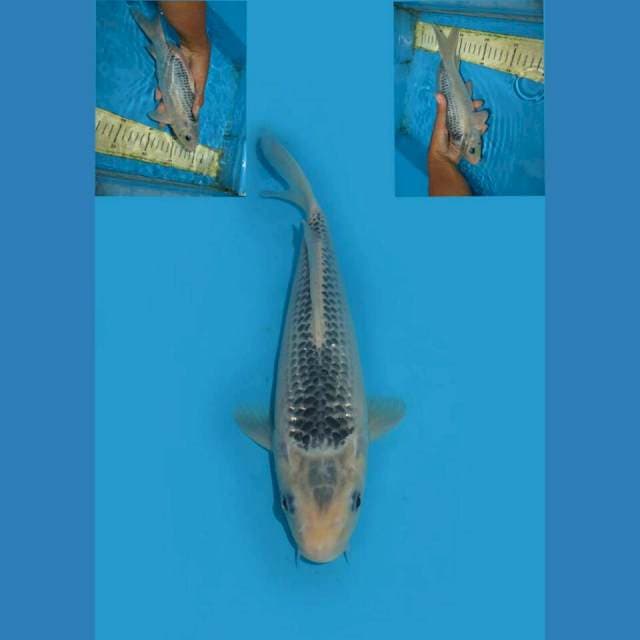 POSEIDON - KONJO ASAGI FEMALE 25CM
