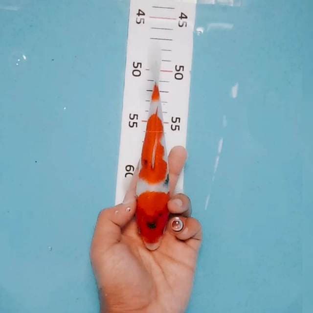 Showa tategoi 19cm