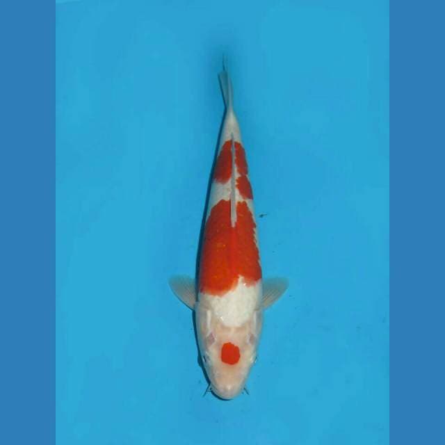 RED BARON - MARUTEN KOHAKU SANDAN MALE 29CM