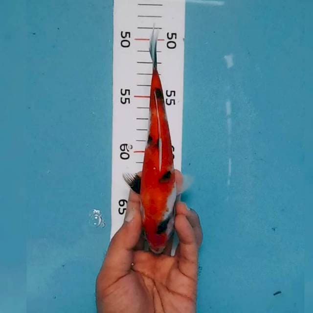 Showa 19cm