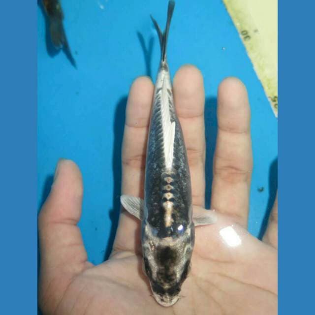 BLACK N WHITE - GIN KABUTO DOITSU MALE 14CM