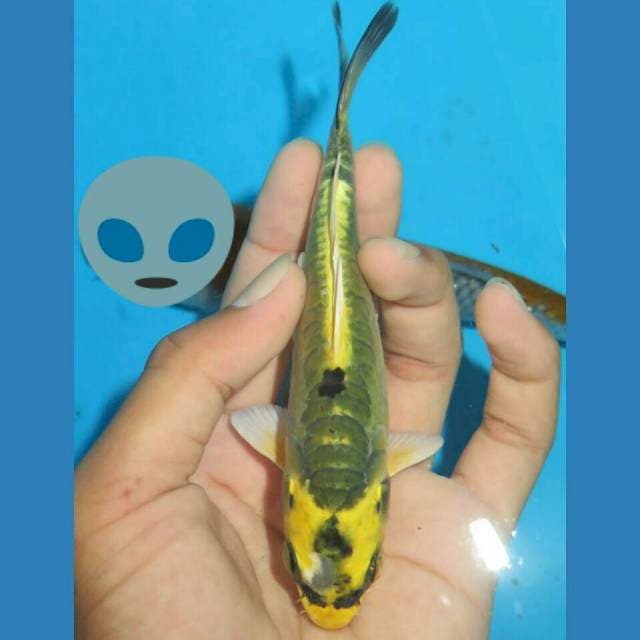 SUN FLOWER - KIN KABUTO DOITSU MALE 14CM