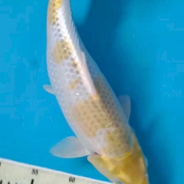 Hariwake