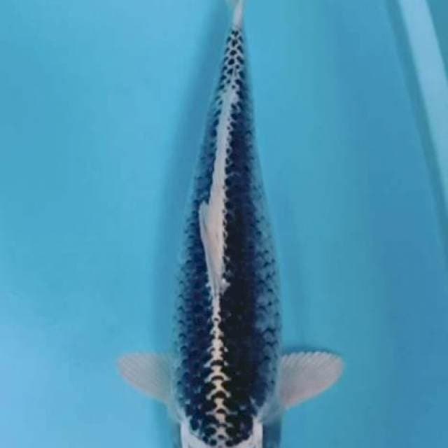 Kawari 37cm