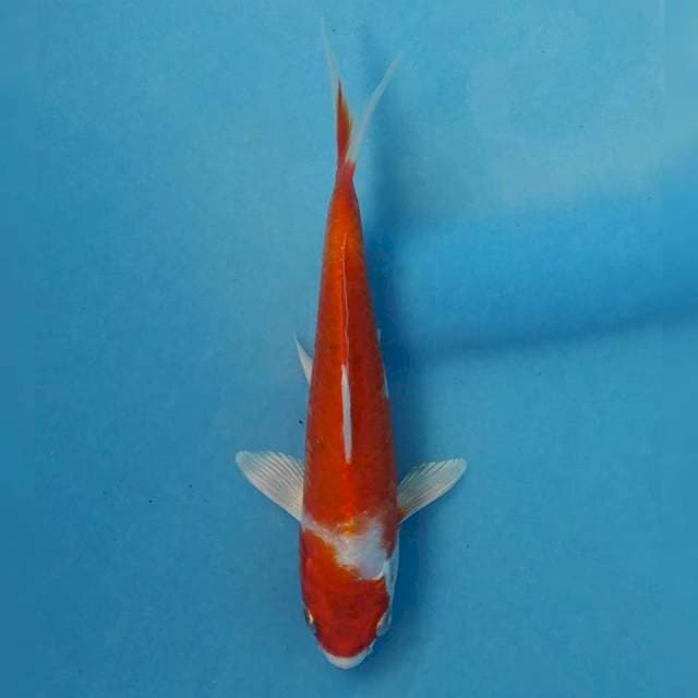 Kikushui Import non serti