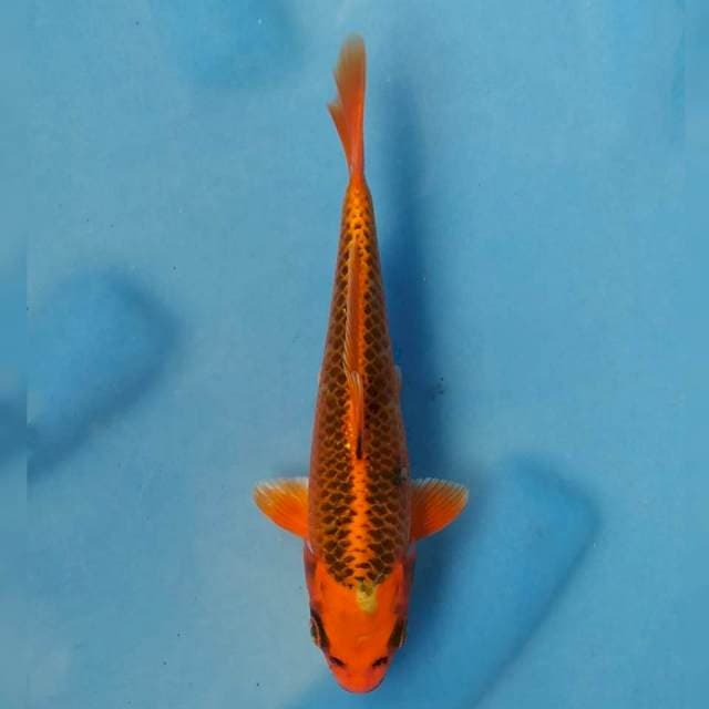 Kin Matsuba Import non serti