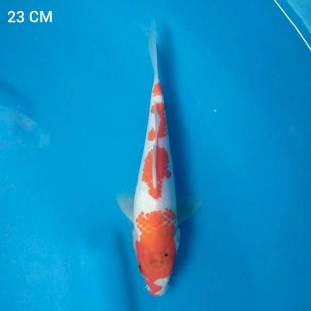 Kohaku