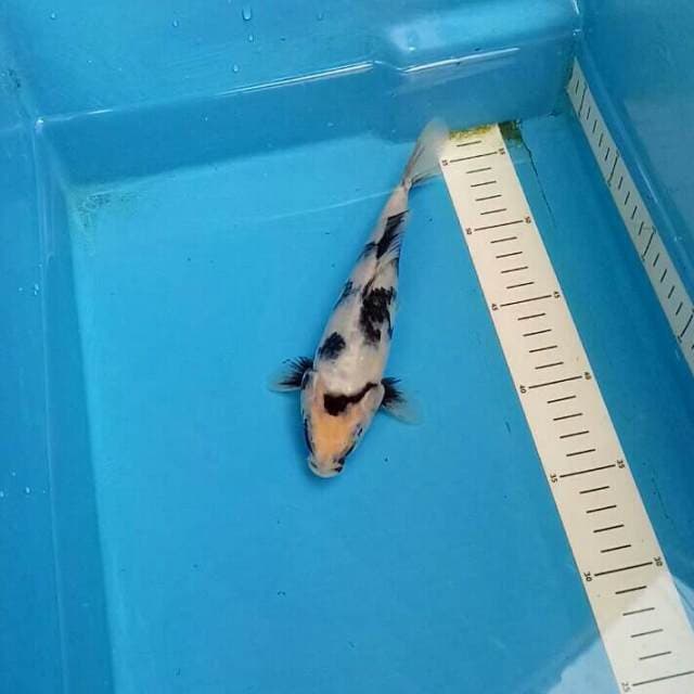 Shiro 21 cm