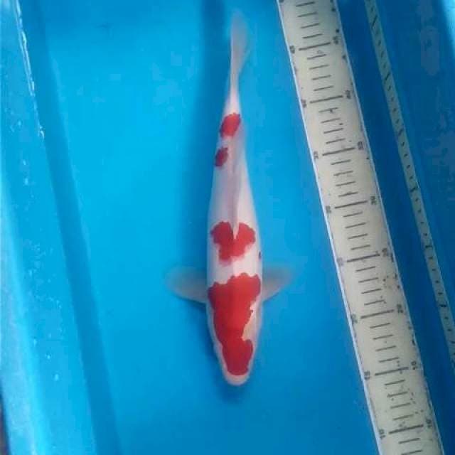Kohaku ~32
