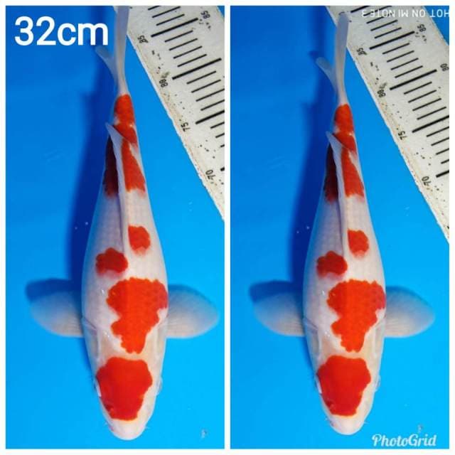 Maruten kohaku