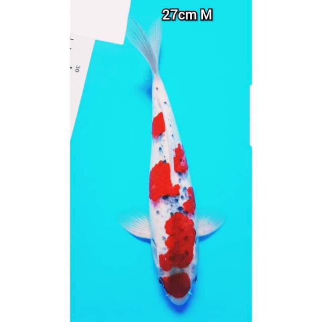 Goshiki Red 27cm male