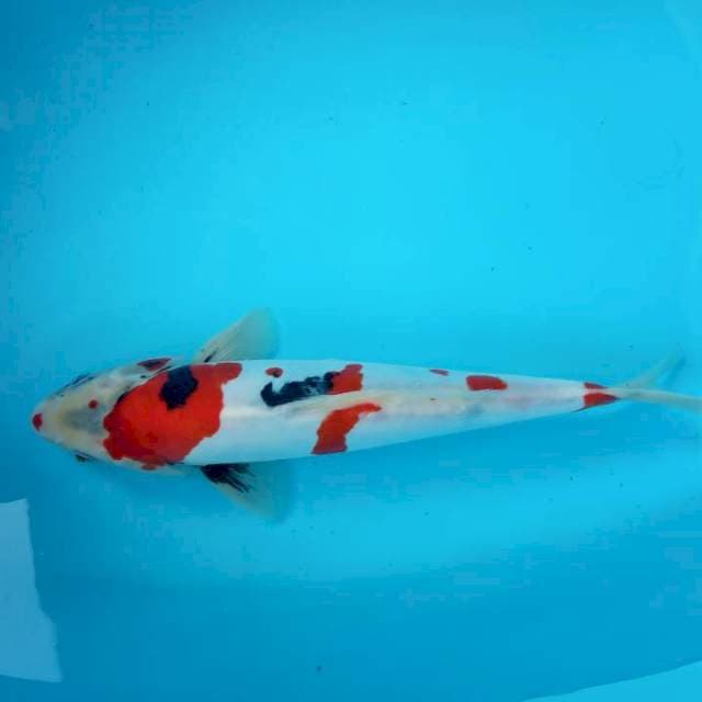 jantan SHOWA DOITSU
