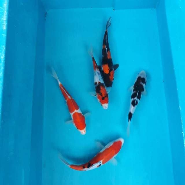 Mix