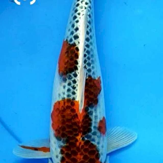 Ghosh iki 2