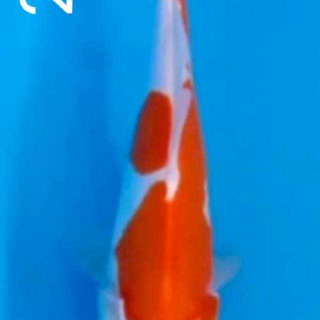 Benikumon