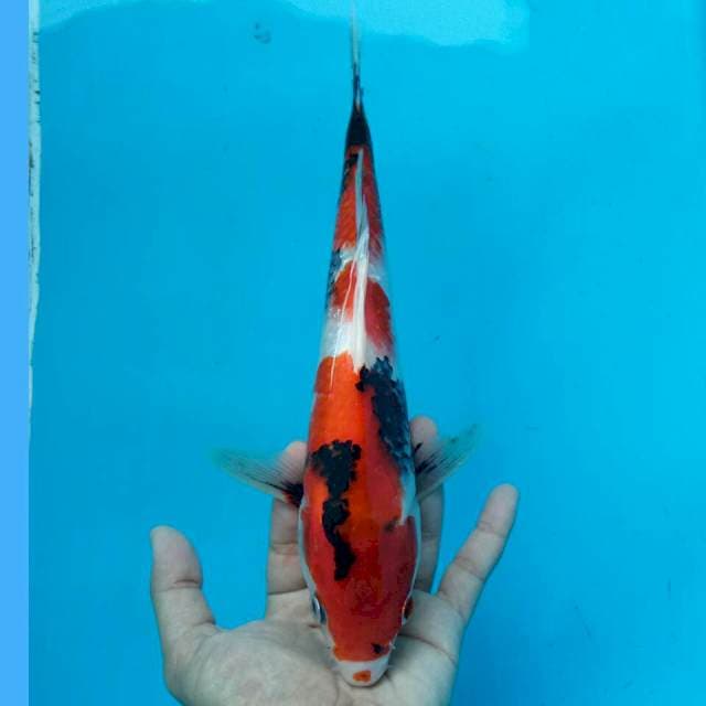 SANDAN SHOWA 30CM FEMALE