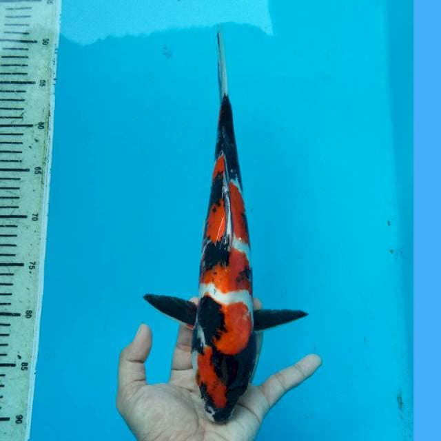 SHOWA SANSHOKU GODAN 32CM MALE
