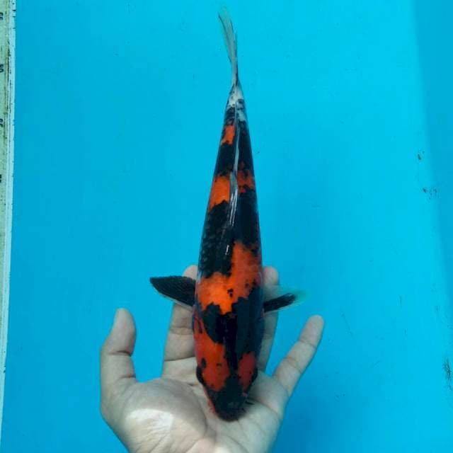 JET BLACK - SHOWA SANSHOKU 28cm FEMALE