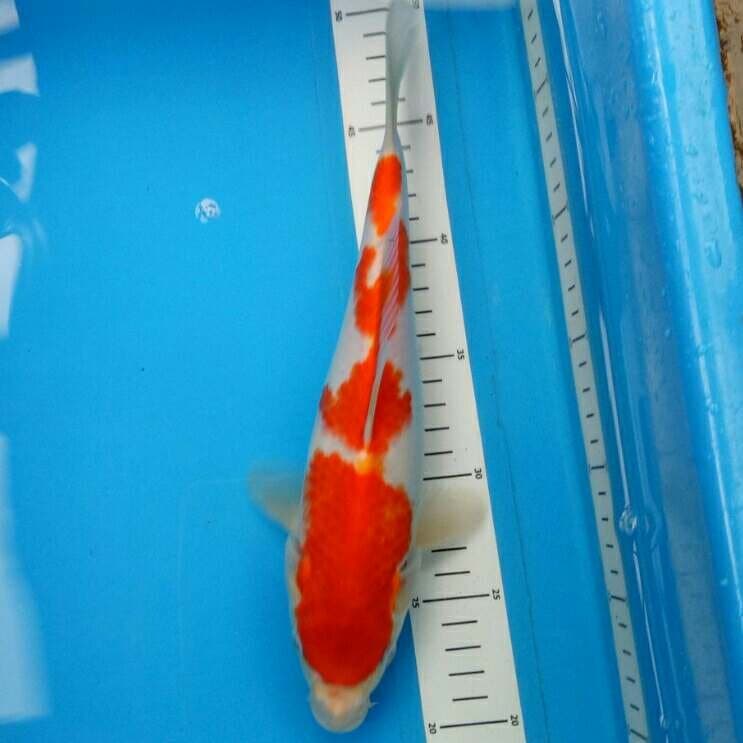 Kohaku 28 cm