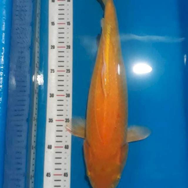 Karashi 45cm