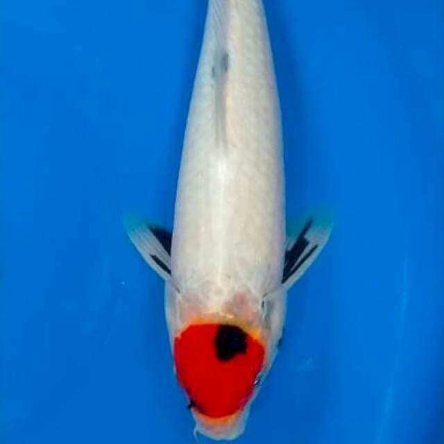 Tancho showa 35 cm