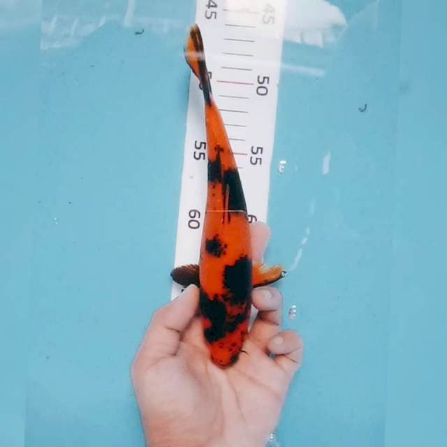 Hi utsuri 21cm