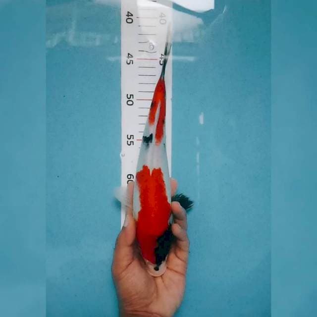 Showa 26cm