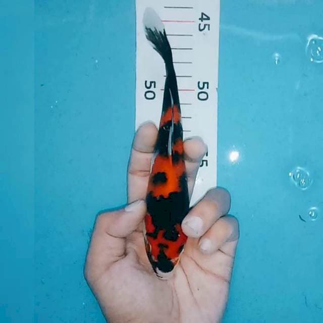 Showa 18cm