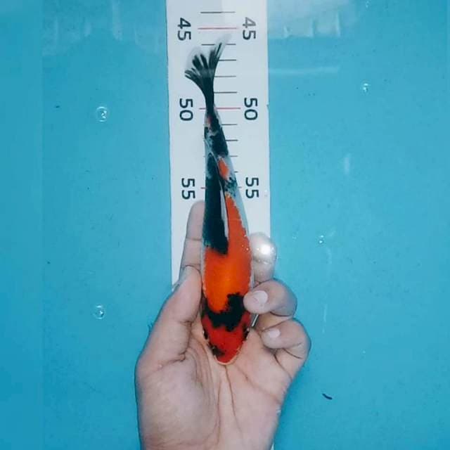 Showa 18cm