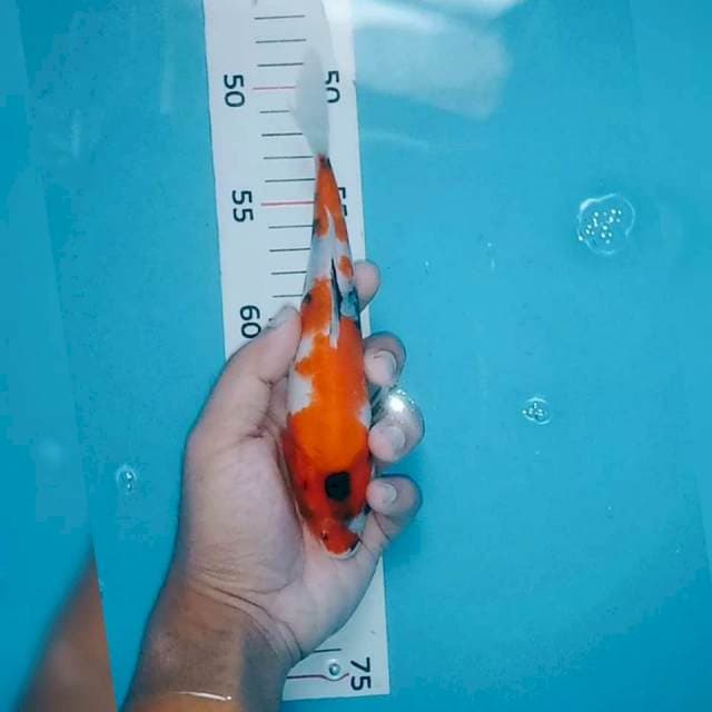 Showa 18cm