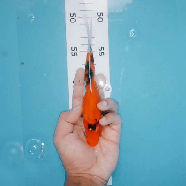 Showa 18cm
