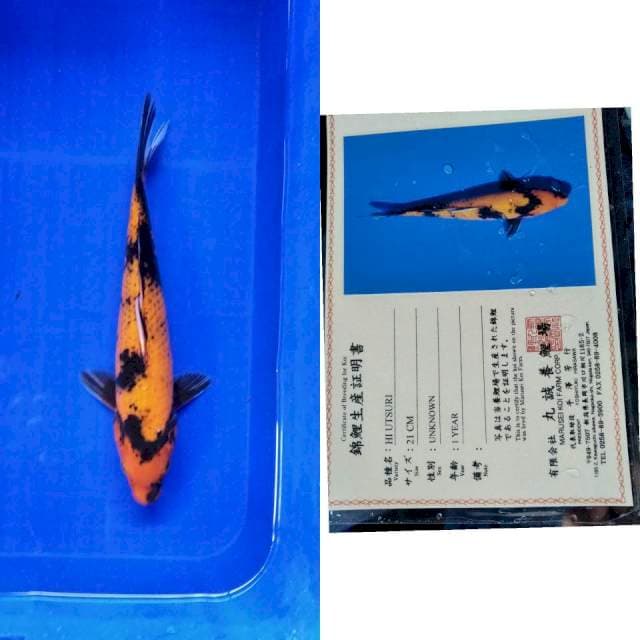 Hi utsuri marusei