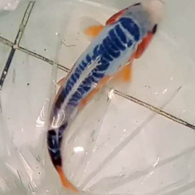Hana susui 23 cm