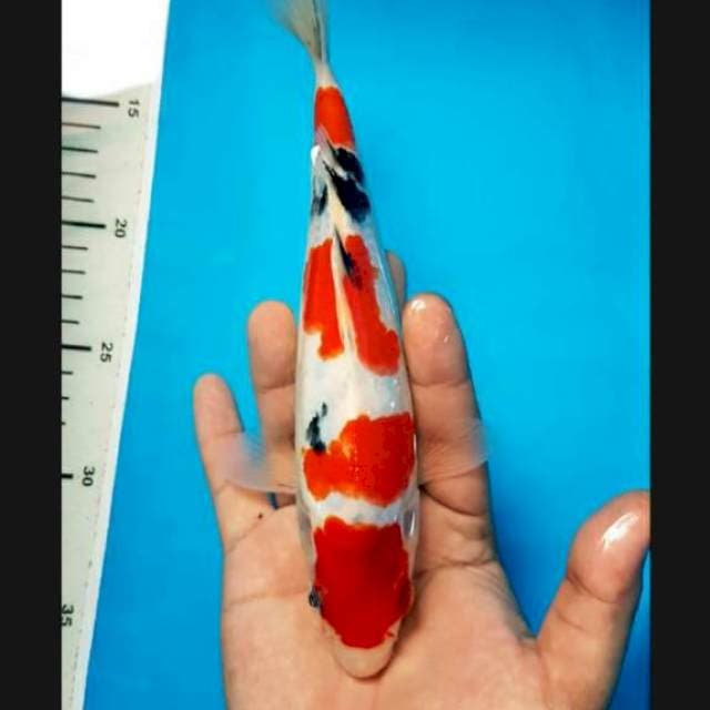 MARUTEN SANKE 24cm STRONG
