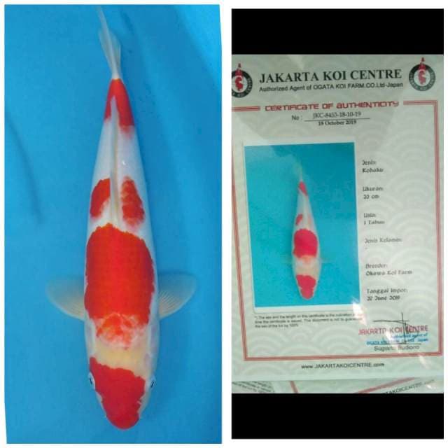 Okawa Kohaku
