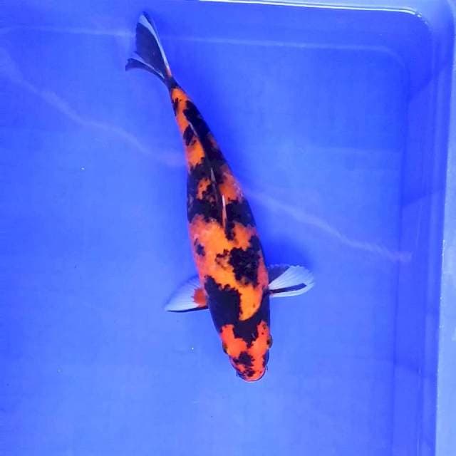1. Macam Tutul || 34 cm || Female
