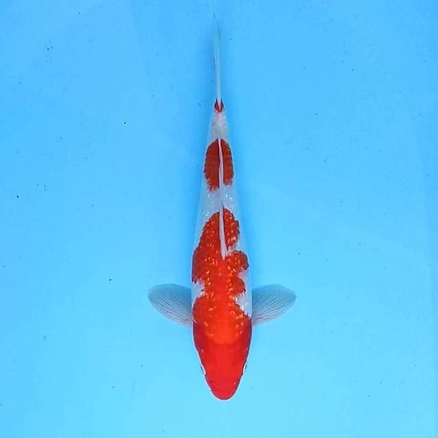 7. Kohaku Ginrin || 33 cm || Male