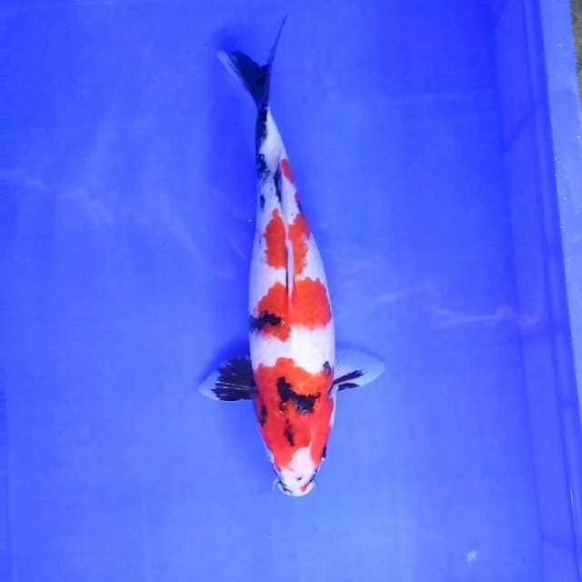 9. Showa || 34 cm
