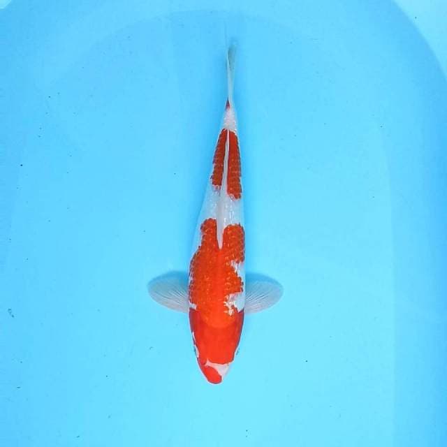 10. Kohaku Ginrin|| 36 cm || Male