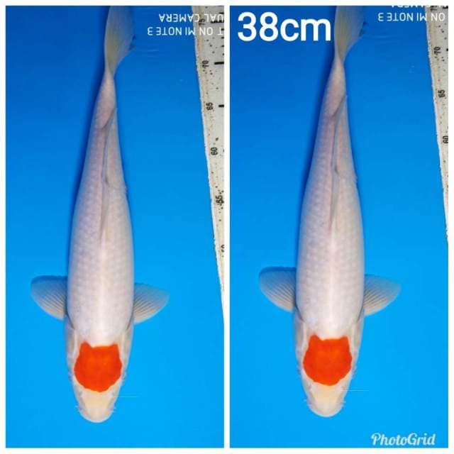 Original tancho kohaku